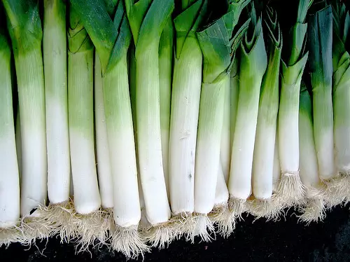 El puerro, ingrediente importante en nuestra dieta